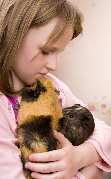 Little girl and her guinea pigs — Stock Photo, Image