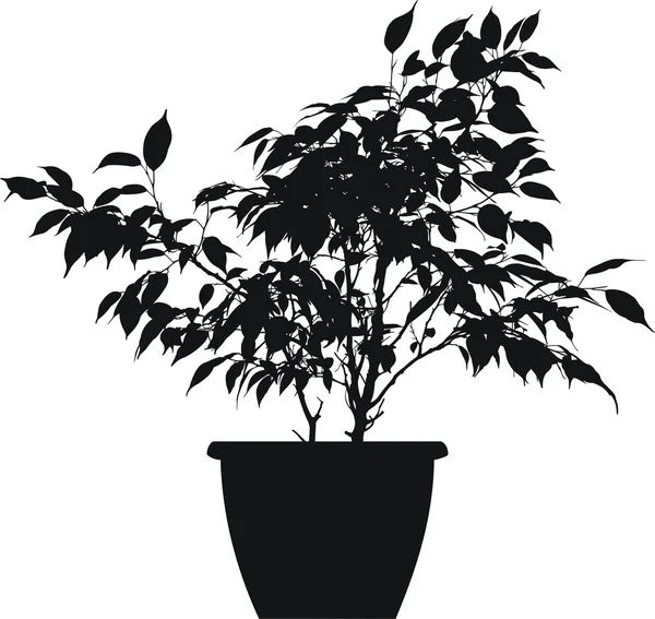 Ficus (ficus benjamina linnaeus) — Vettoriale Stock