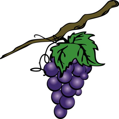 Grape cluster isolated on white for card or flayer vector illustration.See similar images in my portfolio. clipart