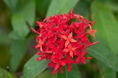 Ixora flower clipart