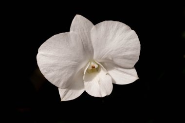 karanlık bir arka plan beyaz bir orkide çiçeği