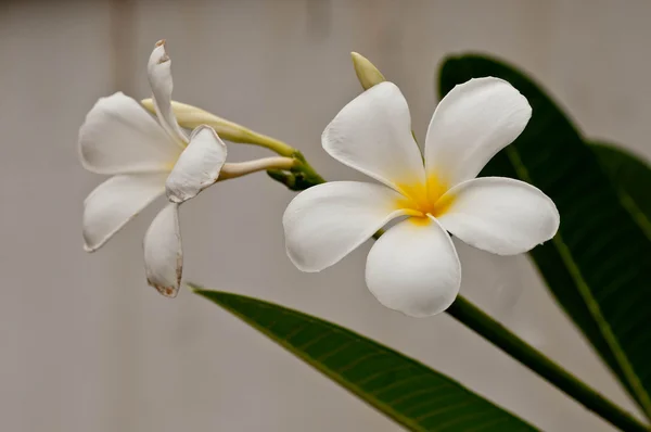 Frangipani Blume Voller Blüte Einem Frühlingstag — Stockfoto
