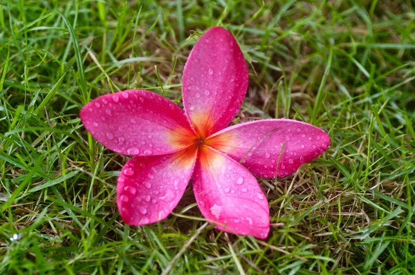 Kwiat Frangipani Mokre Leżąc Trawie — Zdjęcie stockowe