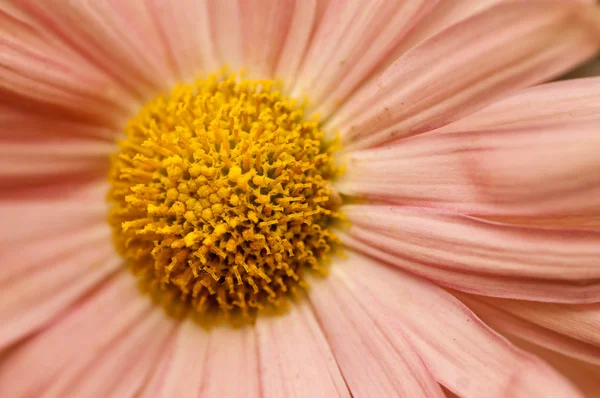 Tiro Isolado Rosa Helichrysum Papel Margarida Flor Morango — Fotografia de Stock