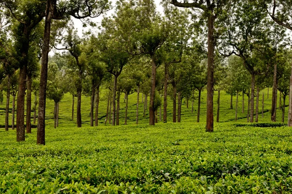 Tea Plantation — Stock Photo, Image
