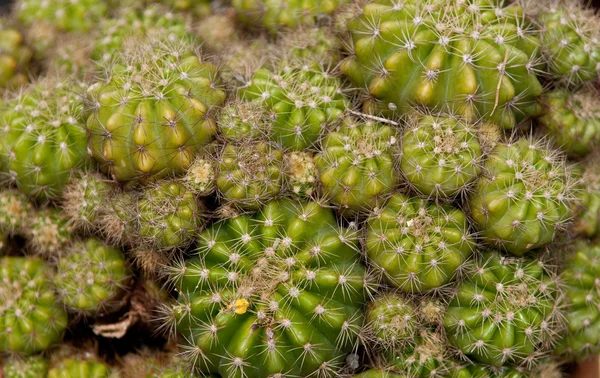Cloe Detaljerade Skott Kaktus Växt Bakgrund — Stockfoto