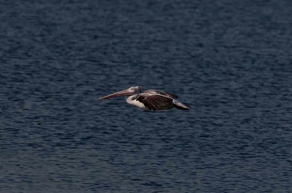 Spot Billed Pelican — Stock Photo, Image
