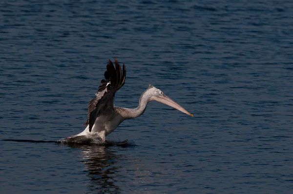 Miejscu Zapowiadane Pelikany Poszukuje Aktywnych Wcześnie Rano — Zdjęcie stockowe