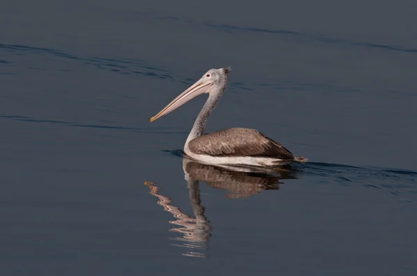 Pelikan spot faturalandırılır — Stok fotoğraf