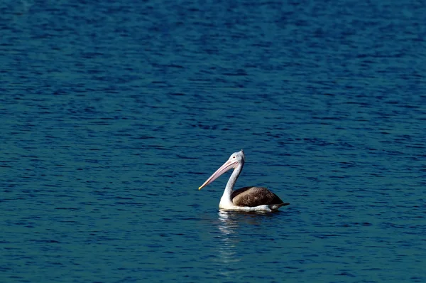 Plats faktureras pelican — Stockfoto