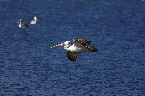 Plats faktureras pelican — Stockfoto