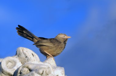 kayaların tıraşlama yedikardeşi