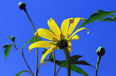 A yellow Coreopsis Moonbeam beautifully backlit by the sun clipart