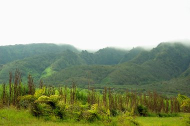 Lush green mountains covered with dense fog