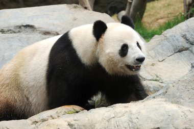 Cute Panda at a local zoo in Hong Kong clipart