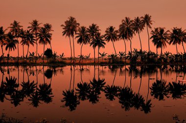 Row of Palm trees in Kerala south India clipart