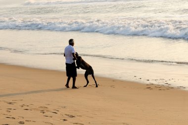 sağlıklı bir yetişkin köpek ile kumsalda oynarken