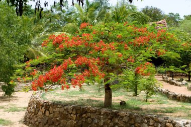 Beautiful gulmohar flower on a bright sunny day clipart