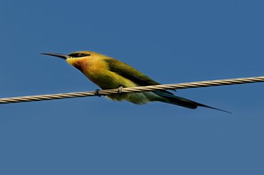 elektrik hattı tutmaya çalışırken bir mavi kuyruk Arı yiyen