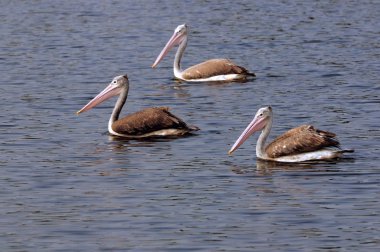 üç nokta gagalı Pelikan swimiin yerel bir gölet