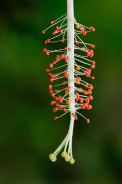 yeşil bir arka plan üzerinde tamamen bloomed Japon ebegümeci