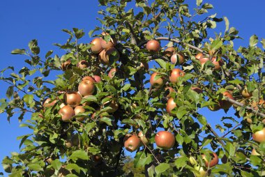 taze yerel orchard'ağaç elma yetiştirilen