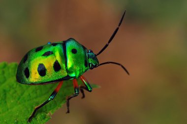 mücevher hata yaygın olarak tropikal kıta içinde bulunan