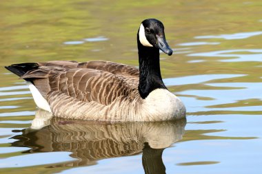 Beautiful Canadian goose on a bright sunny summer day clipart