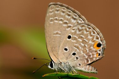 yaprak üzerinde oturan chilades pandava kelebek