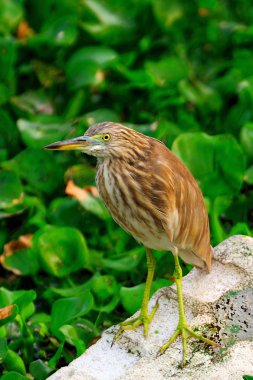 Pond Heron