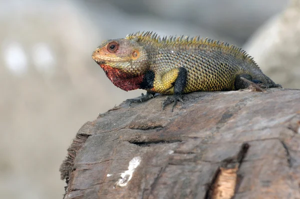 Male Garden Lizard Attracting Females — Stock Photo, Image