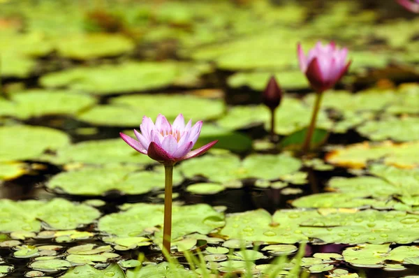 つのピンクのローカル池のスイレン — ストック写真