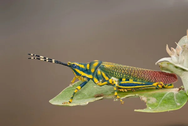 Painted Grasshopper — Stock Photo, Image