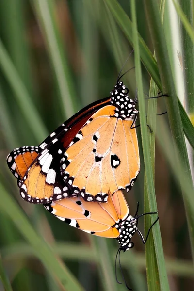 Une Paire Papillons Tigres Unis Accouplement Tôt Matin — Photo