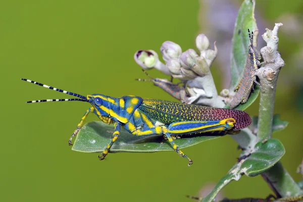 Painted Grass Hopper Perching Leaf — Stock Photo, Image