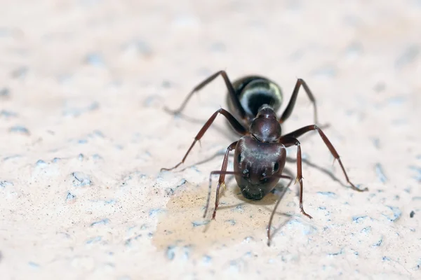 Mrówki garnek miodu — Zdjęcie stockowe