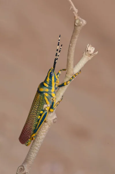 Beautiful Painted Grasshopper Perching Leaf — Stock Photo, Image