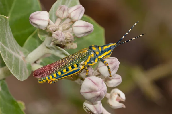 Beautiful Painted Grasshopper Perching Leaf — Stock Photo, Image