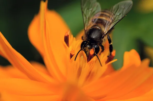 一只蜜蜂授粉一束黄色鲜花 — 图库照片