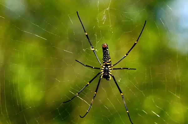 Aranha de madeira gigante — Fotografia de Stock
