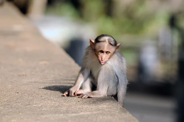 Bonnet Macaque — Stock Photo, Image