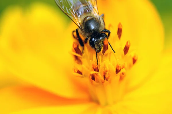 Eine Biene bestäubt eine frische gelbe Blume — Stockfoto