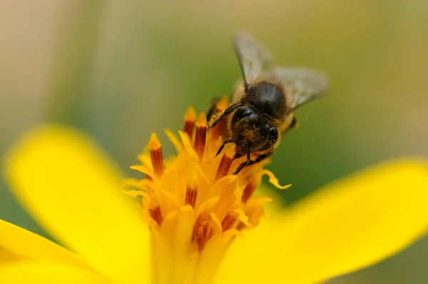Une abeille pollinisant une fleur jaune fraîche — Photo