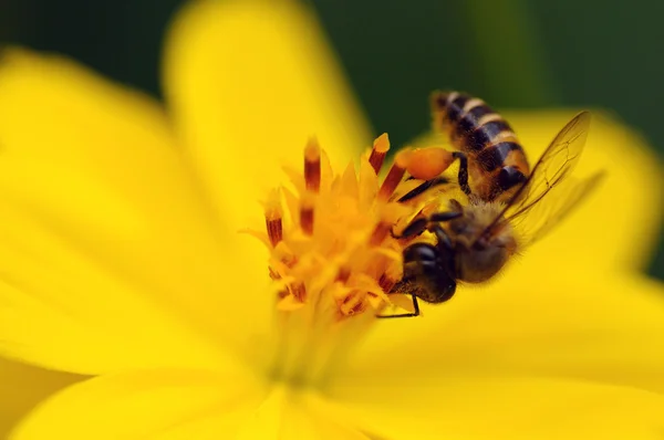 Pszczół Zapylających Świeży Żółty Kwiat — Zdjęcie stockowe