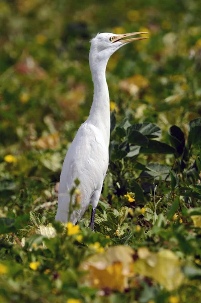 Egret — Stock fotografie
