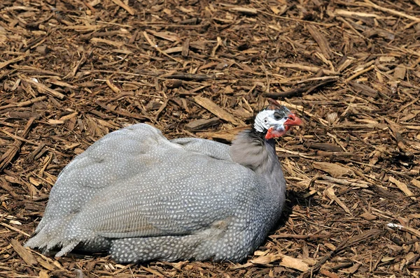 Young Turkey Resting Local Park — Stock Photo, Image