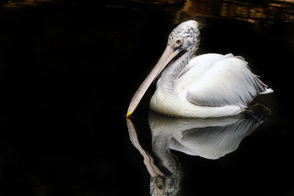 Spot Billed Pelican Ducking Catch Fish — Stock Photo, Image