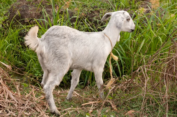 Uma Cabra Solitária Com Uma Coleira Num Prado — Fotografia de Stock
