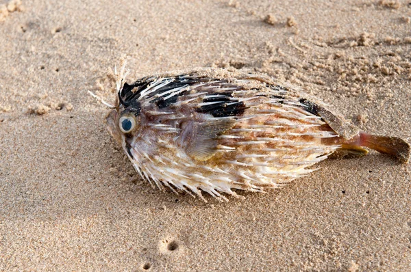 Мертвая рыба — стоковое фото