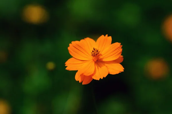 Plně Kvetla Kosmos Květ Slunečného Dne — Stock fotografie